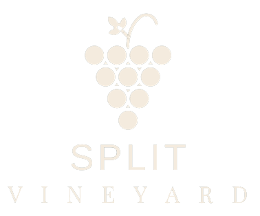 Vineyards of Split